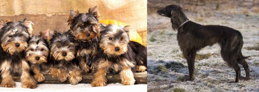 Taigan vs Yorkshire Terrier - Breed Comparison