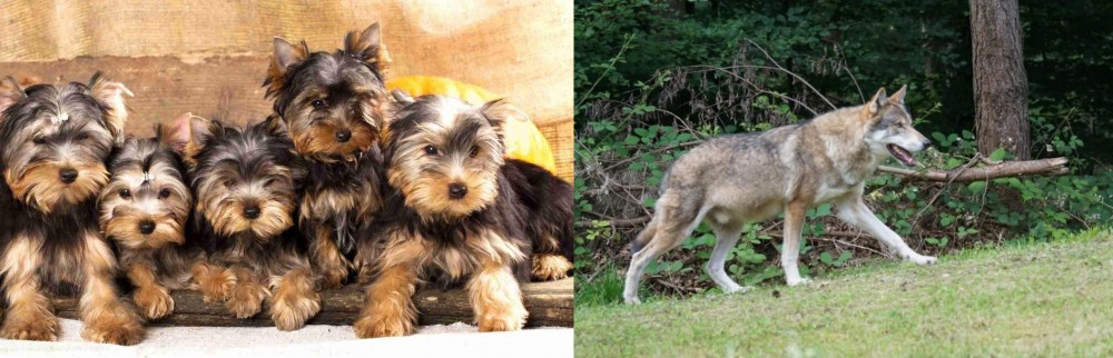 Tamaskan vs Yorkshire Terrier - Breed Comparison