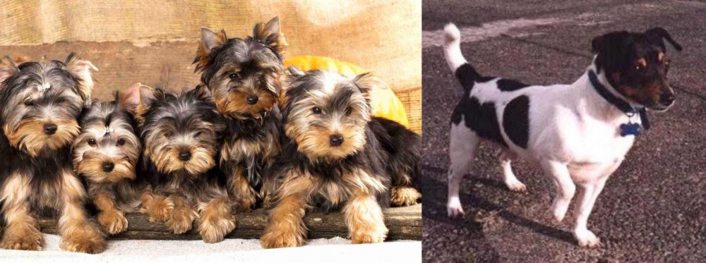 Teddy Roosevelt Terrier vs Yorkshire Terrier - Breed Comparison