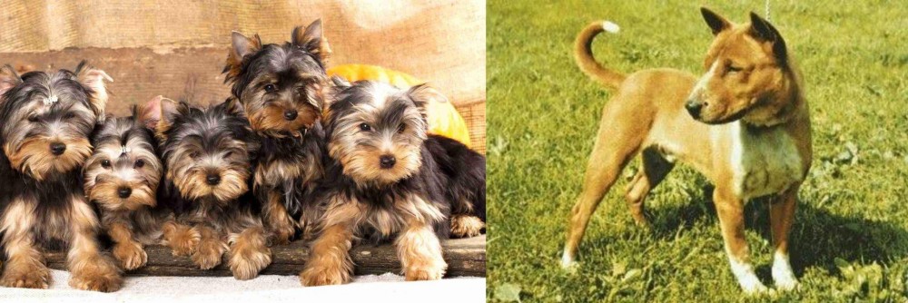 Telomian vs Yorkshire Terrier - Breed Comparison