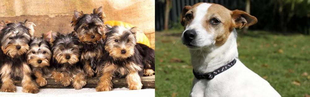 Tenterfield Terrier vs Yorkshire Terrier - Breed Comparison