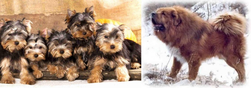 Tibetan Kyi Apso vs Yorkshire Terrier - Breed Comparison