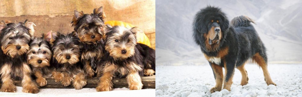 Tibetan Mastiff vs Yorkshire Terrier - Breed Comparison