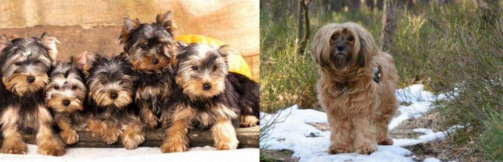 Tibetan Terrier vs Yorkshire Terrier - Breed Comparison