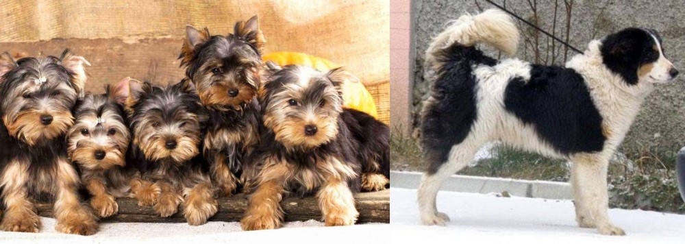 Tornjak vs Yorkshire Terrier - Breed Comparison