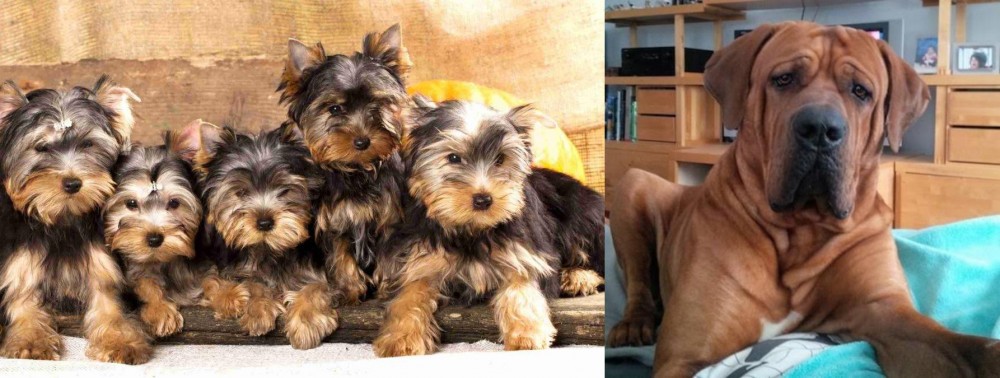 Tosa vs Yorkshire Terrier - Breed Comparison