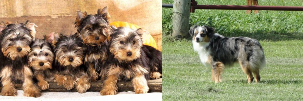 Toy Australian Shepherd vs Yorkshire Terrier - Breed Comparison