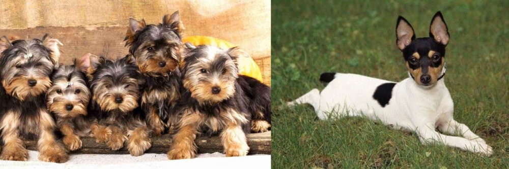 Toy Fox Terrier vs Yorkshire Terrier - Breed Comparison