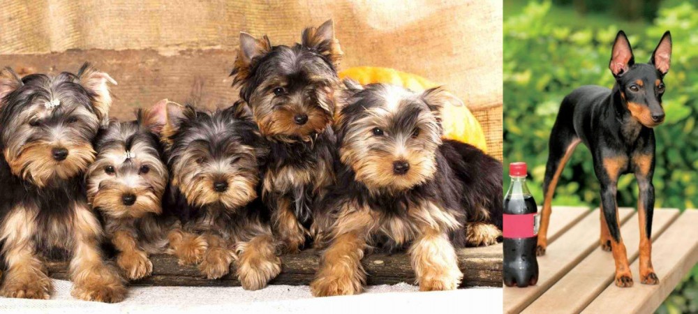 Toy Manchester Terrier vs Yorkshire Terrier - Breed Comparison