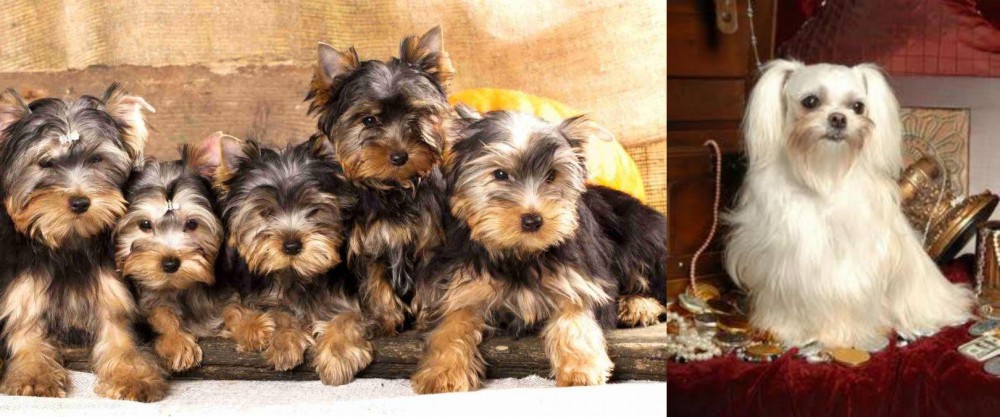 Toy Mi-Ki vs Yorkshire Terrier - Breed Comparison