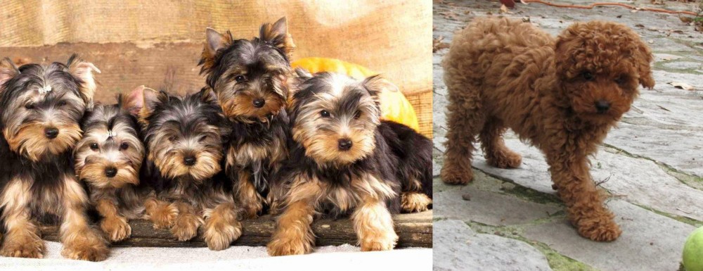 Toy Poodle vs Yorkshire Terrier - Breed Comparison