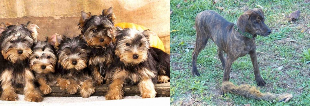 Treeing Cur vs Yorkshire Terrier - Breed Comparison