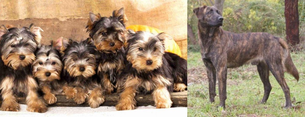 Treeing Tennessee Brindle vs Yorkshire Terrier - Breed Comparison