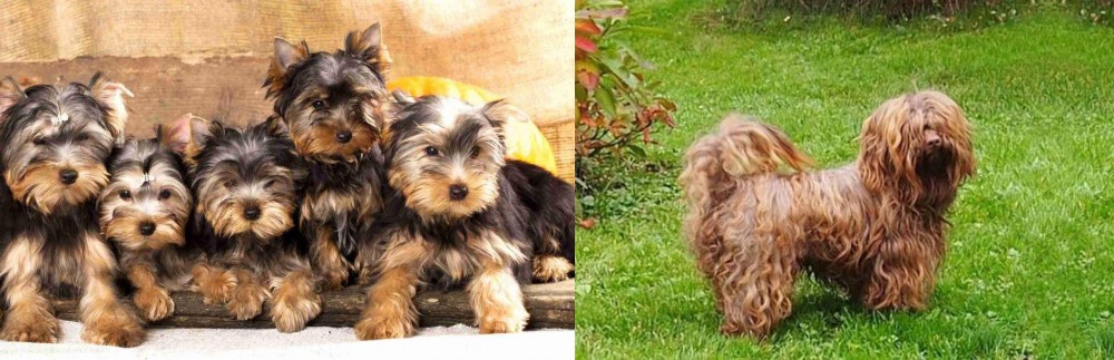 Tsvetnaya Bolonka vs Yorkshire Terrier - Breed Comparison