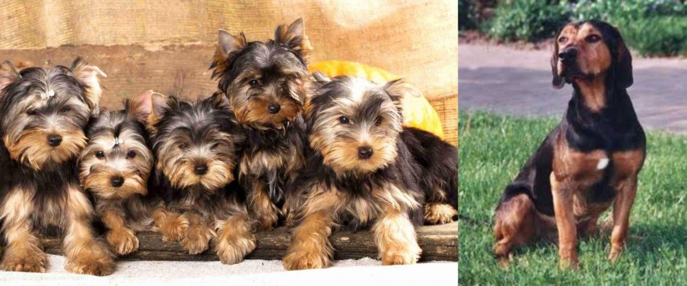 Tyrolean Hound vs Yorkshire Terrier - Breed Comparison