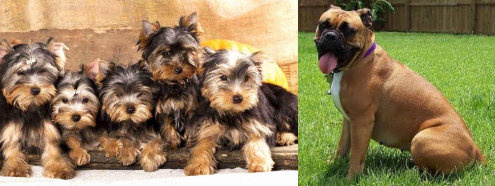 Valley Bulldog vs Yorkshire Terrier - Breed Comparison