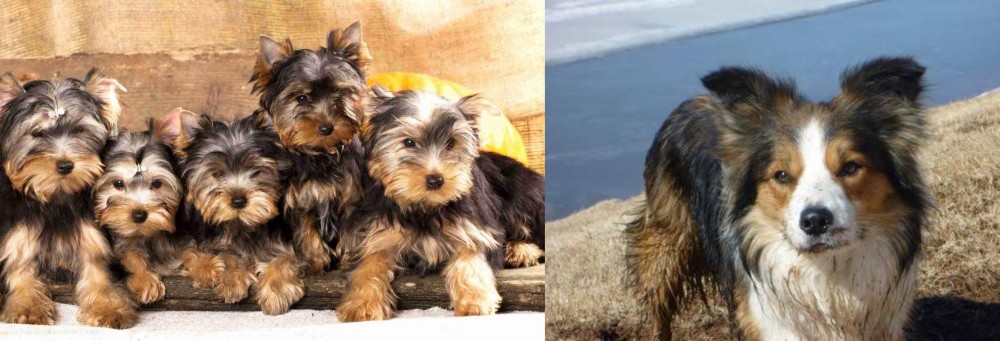 Welsh Sheepdog vs Yorkshire Terrier - Breed Comparison