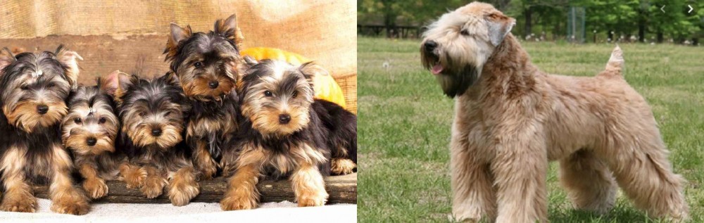 Wheaten Terrier vs Yorkshire Terrier - Breed Comparison