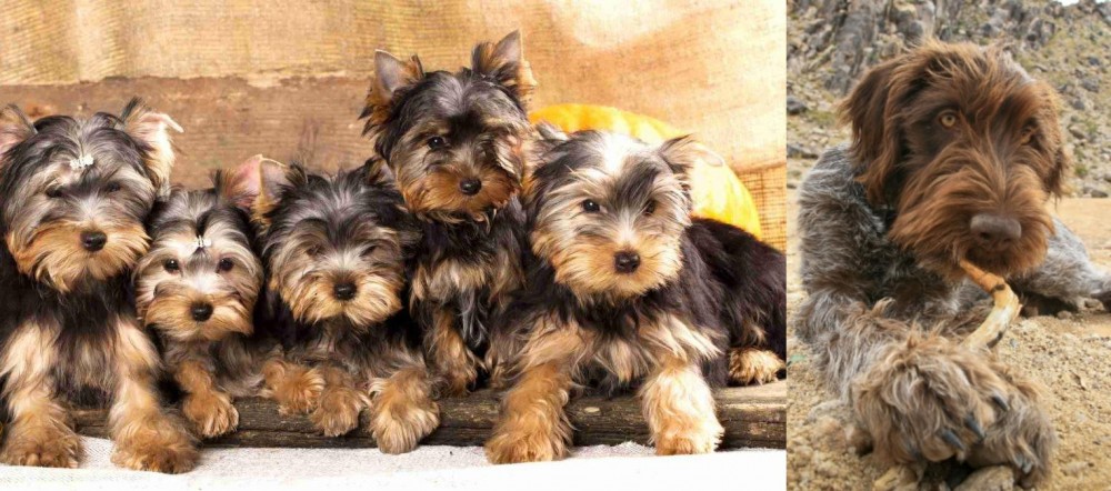 Wirehaired Pointing Griffon vs Yorkshire Terrier - Breed Comparison