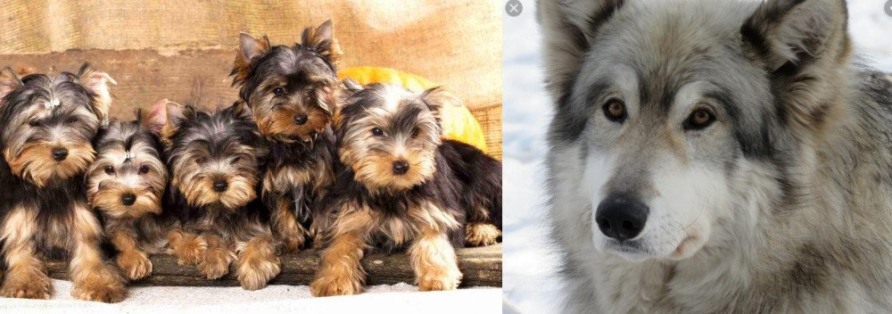 Wolfdog vs Yorkshire Terrier - Breed Comparison