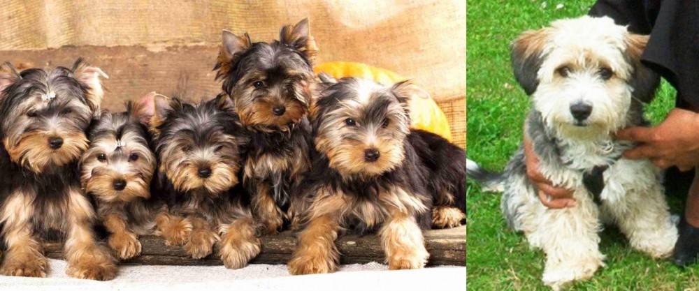 Yo-Chon vs Yorkshire Terrier - Breed Comparison