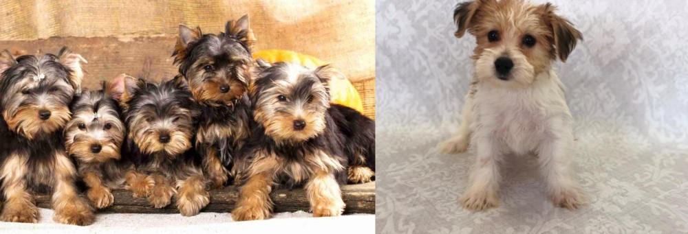 Yochon vs Yorkshire Terrier - Breed Comparison