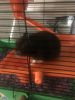 Female black hamster