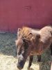 1 year old mini mule
