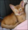 Trained Abyssinian Kittens