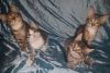 4 Tabby Kittens Ready Now