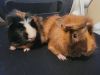 Two Female Guinea Pigs for Free