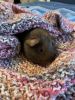 3 female American Guinea Pigs less than a year old (with equipment)