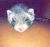 FERRET FOR SALE (breed wasn’t listed)