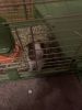 MALE GUINEA PIG.. WITH CAGE AND A BAG OF FOOD