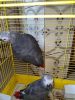 Well trained African greys parrots for sale