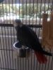 African Grey Parrot in Vero Beach,Fl