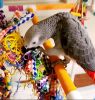 African greys parrots ready for their new home