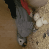 buy africn grey parrot eggs online
