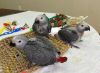 talking Baby African Grey Timneh Parrots available