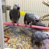 Congo African Grey parrot babies