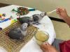 Intelligent African Grey Parrot babies