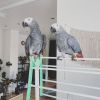 African Grey Parrots for sale (832)XX770XXX83XX06