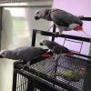 Talking Baby African Grey Parrots. Contact; xxx-xxx-xxxx