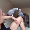Hand-reared African Grey Parrots available now.