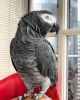 Clever African grey parrots available