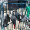 Healthy African grey parrots available