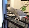 Grey Parrots xxx xxx-xxx5