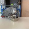 Top quality African grey parrot.