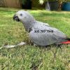 Adorable African Grey Parrots for sale xxxxxxxxxx