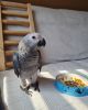 Buy African grey parrot online